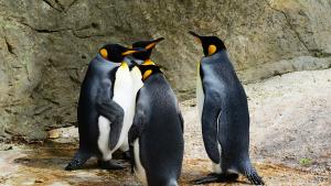 Apps to install - King Penguins - Pixabay